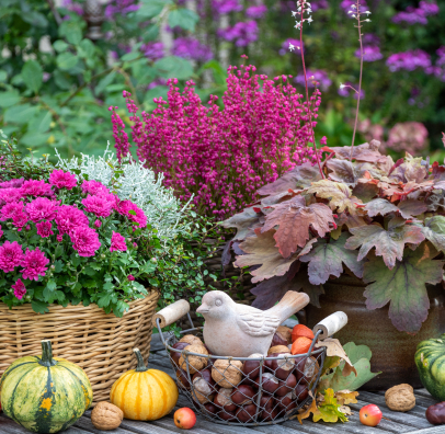 plantes à Vézénobres près d'Alès dans le gard 30