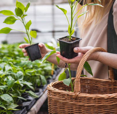 plants de potager à Vézénobres près d'Alès dans le gard 30