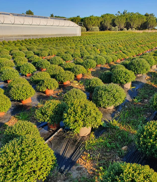 plantes d'intérieures à Vézénobres près d'Alès dans le gard 30
