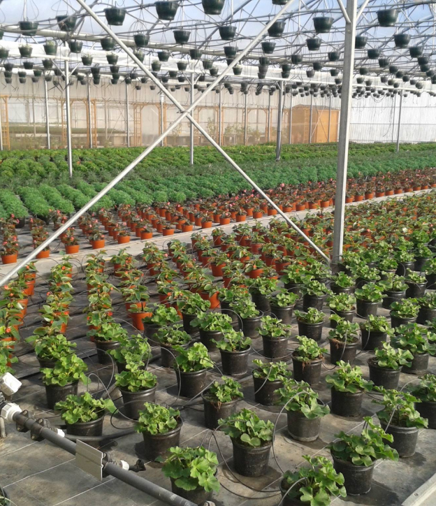 plantes d'extérieures à Vézénobres près d'Alès dans le gard 30