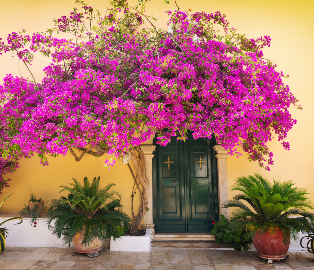 plantes à offrir à Vézénobres près d'Alès dans le Gard 30