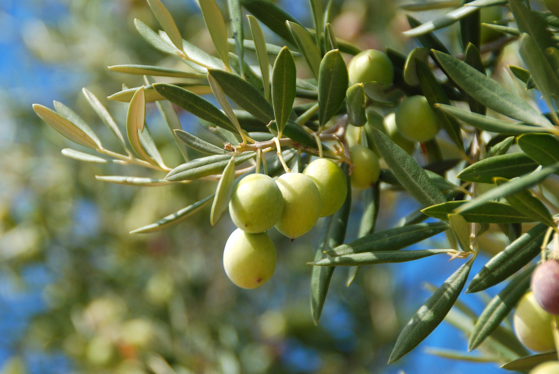 Arbres & Arbustes