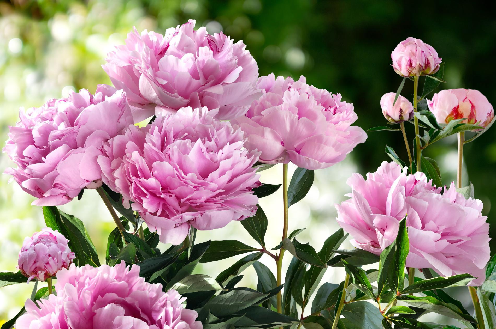 Plantes